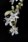 Buckwheat vine